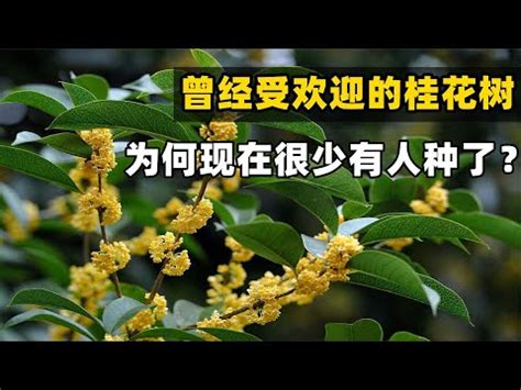 種桂花風水|桂花風水：化解橫財厄運